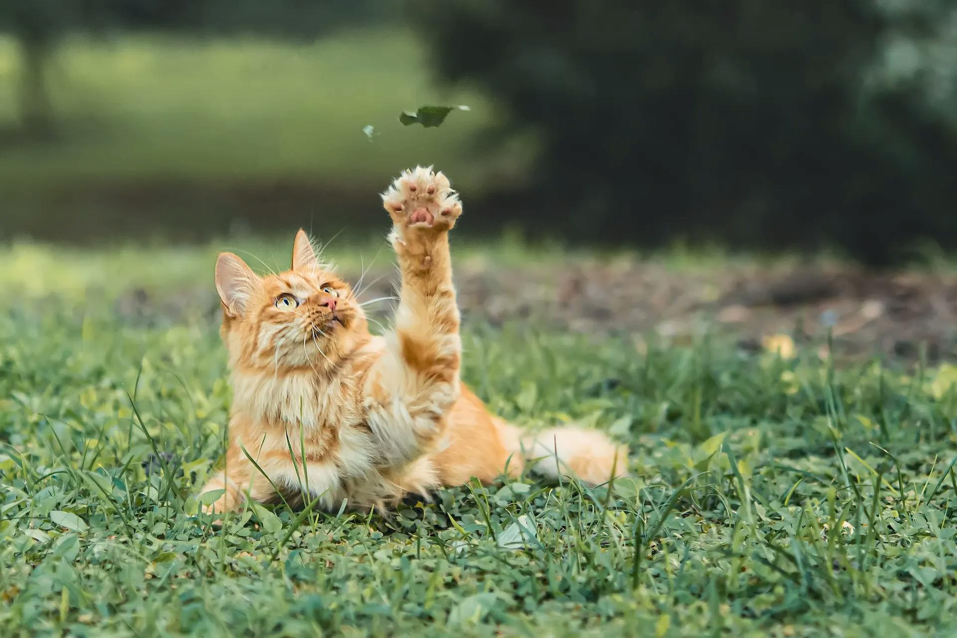 Orange tabby cat playing in the grass